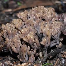 Image result for Clavulina cinerea