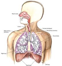 The respiratory system consists of organs that serve to oxygenate the body through the process of external and internal respiration. Overview Of The Respiratory System Dummies