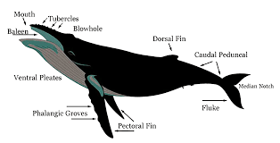 Humpback whales live in oceans around the world. Humpback Whale Saltycabo Whale Watching Mexico Specifics