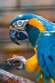 Blue Throated Macaw Macaw Parrot Beautiful Birds