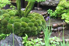 Chelsea Flower Show Views Trends A Spectators View Part 2 Pith Vigor By Rochelle Greayer Chelsea Flower Show Chelsea Flower Flower Show