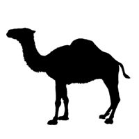 Grumpling, bellowing and grunting sounds are common. Camel Grunt Sound Effect Mp3