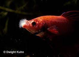 By11 022z Jpg Kuhn Photo