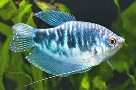 Banyak sekali jenis ikan air tawar, mulai dari ikan hias, hingga ikan untuk dikonsumsi, yang tersebar di lautan indonesia. Ikan Sepat Jenis Harga Dan Cara Memeliharanya