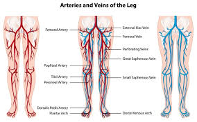 This is quite easy to remember because often in anatomy, the word 'internal' is substituted for 'medial' and the word 'external is substituted for 'lateral'. Free Vector Arteries And Veins Of The Leg