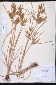 Image result for Cyperus sp.no.4