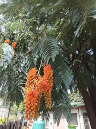 Image result for Entada chrysostachys