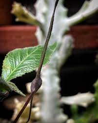 Image result for Dorstenia buchananii
