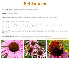 So you mean how do you spell chinese words? the chinese language does not spell words because there is no alphabet in chinese. Benefits Of Echinacea