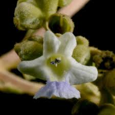 Image result for Vitex strickeri