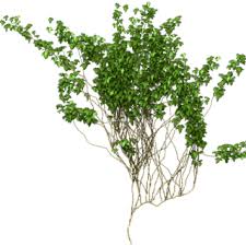 900 x 462 png 222 кб. Vines Png Vines Transparent Background Freeiconspng