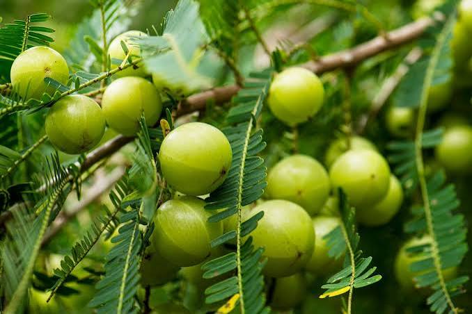 Amla