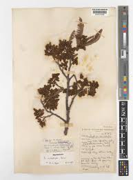 Image result for Brachystegia spiciformis × microphylla