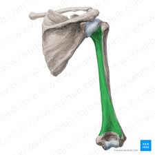 Image result for Humerus Bone
