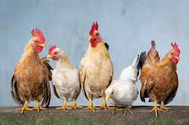 You will also need to consider the cost of an incubator (typically ~$100). Are Chickens Expensive To Feed And Raise A Complete Cost Analysis Dbldkr