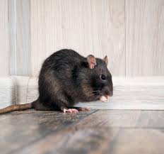 Ants control services in hyderabad. Rodents And Rats Control Services In Hyderabad Pest Control Services