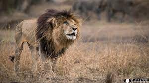 Lions have a life span of 10 to 14, years, meaning that it was in its sunset years. Scarface Probably The Most Famous Lion In The Maasai Mara Kenya Youtube
