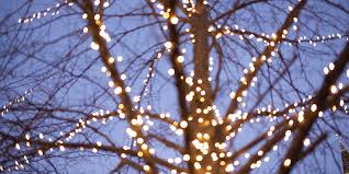 We did not find results for: Christmas Lights Should You Hang Them On Your Trees And Shrubs