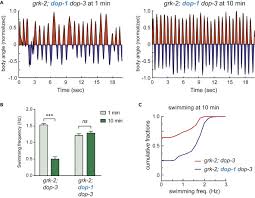 Dop 2 delete one part. Dopamine Receptor Dop 1 Engages A Sleep Pathway To Modulate Swimming In C Elegans Sciencedirect