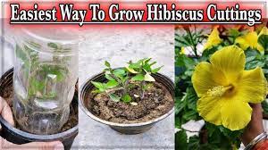 Pin On Gardening