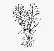 Red rose flower of love. Wildflower Coloring Pages Png Free Wildflower Coloring Pages Png Transparent Images 84583 Pngio