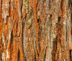 Free Image On Pixabay Texture Bark Tree Wood Nature In 2020 Texture Tree Wood