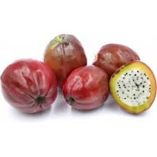 Peruvian apple cactus, naval, leyte, philippines. Peruvian Apple Cactus Seeds Cereus Peruvianus Price 1 95