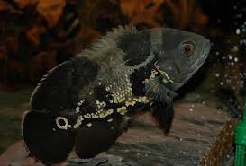 Harga ikan oscar hitam di pasaran sekitar rp 90.000. Jenis Ikan Oscar Dan Alasan Kamu Perlu Membudidayakannya Sekarang Bukareview