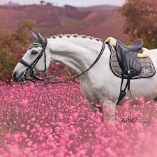 اللهم اننا نسألك رضاك و حصان و مكان مثل هذا follow us stud386 like the post horses beautiful horses dressage horses