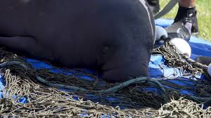 More ideas from jacob henley. Manatee Mom Calf Pair Rescued Relocated By Clearwater Marine Aquarium Fwc Wfla