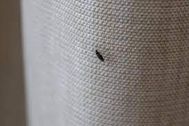 Was können wir gegen die vielen kleinen fliegen machen. Was Konnen Wir Gegen Die Vielen Kleinen Fliegen Machen Die Wir Plotzlich In Der Wohnung Haben Tiere Deutschland Biologie