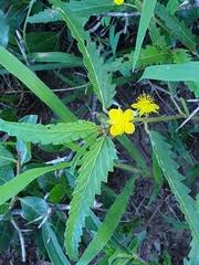 Image result for Teedia lucida