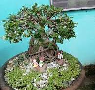 How to form a ficus nana bonsai tree?