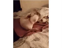 From wikimedia commons, the free media repository. Geretteter Hund Darf Zum Ersten Mal In Ein Bett Pure Freude