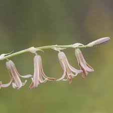 Image result for Dipcadi brevifolium