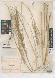 Image result for Arundinella