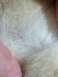 Image result for what do Mallophaga look like in dog fur
