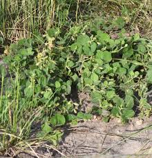 Image result for Rhynchosia tricuspidata