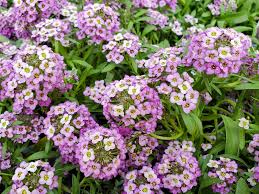 It does well in moist soil with full sun light. 20 Best Ground Cover Plants And Flowers Low Maintenance Ground Covers To Prevent Weeds