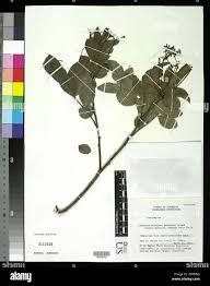 Image result for Zanthoxylum sp. A