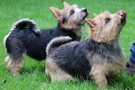 True representatives of what a terrier is supposed to be, norwich terriers are full of fire and stubborn assertiveness. Norwich Terrier Rassebeschreibung Adressen Und Viele Fotos