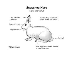 Snowshoe hares have an interesting adaptation that helps protect them against predators. Hare Snowshoe Exploring Nature Educational Resource Snowshoe Hare Hare Snow Shoes
