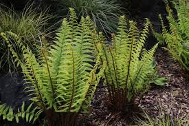 Image result for Dryopteris kilemensis