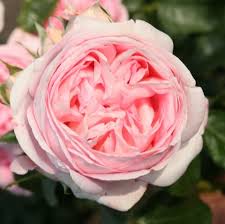 Noun, a voyage | voyages. Rose Voyage Online Kaufen Rosen Tantau