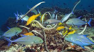 Great barrier reef's islands are simply enchanting, with the choice of over 100 islands from unique and exotic islands to the world famous whitsundays. Welt Der Tiere Das Ratsel Der Seeschlangen Welt Der Tiere Br Fernsehen Fernsehen Br De