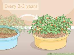 How To Care For A Goldfish Plant 10 Steps With Pictures Goldfish Plant Plants Pretty Plants
