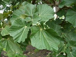 Image result for Cola natalensis