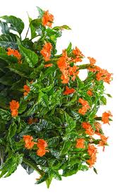 Image result for Crossandra