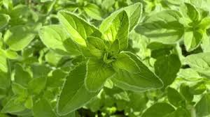 Image result for Tragia lasiophylla