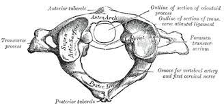 Atypical Vertebrae Of The Vertebral Column Spine Geeky Medics